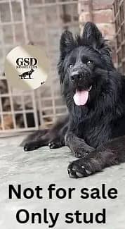 German Shepherd |long coat | German Shepherd dog for stud

                                                            alt=