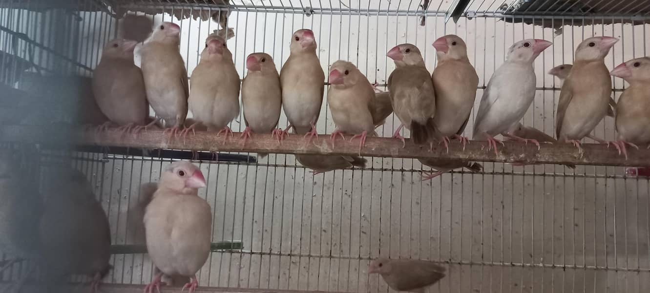 Fawn Java Chicks  & Opal Java Chicks

                                                            alt=