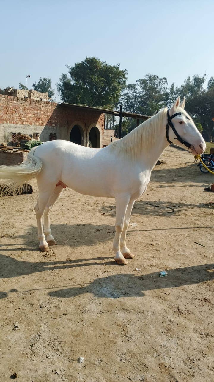 Nukra  (Royal white ) Ghora (10 years ) for Sale

                                                            alt=