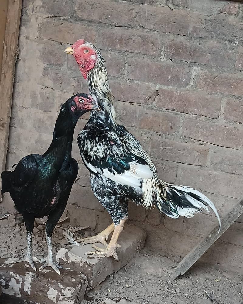 Aseel murga

                                                            alt=