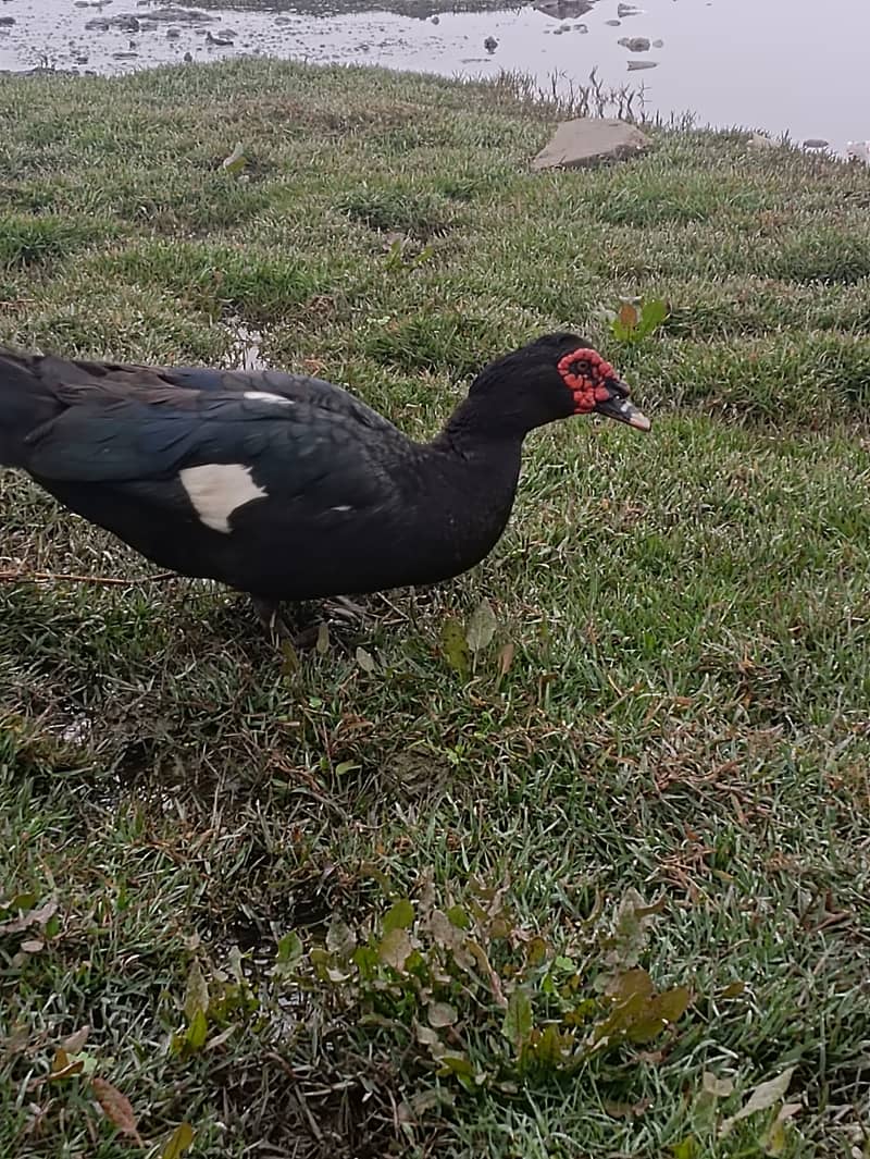 Maskavi breed

                                                            alt=