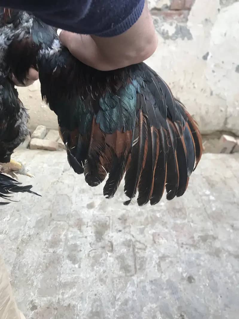 Pakistani Aseel

                                                            alt=