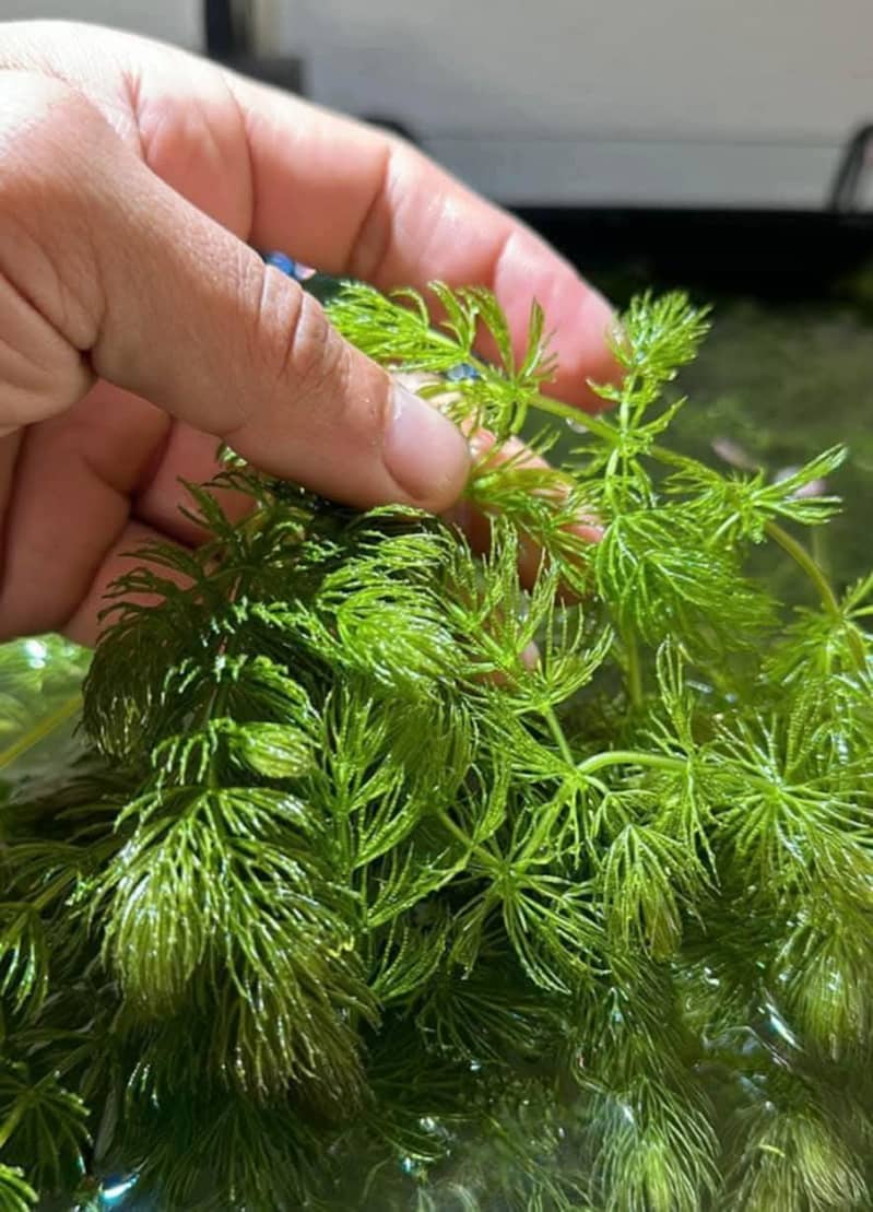 Aquarium Plants. Low tech Aquatic plants for Planted Aquarium

                                                            alt=