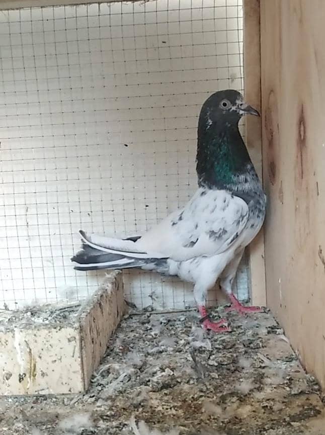 3 Vip Breeder Males for sale

                                                            alt=