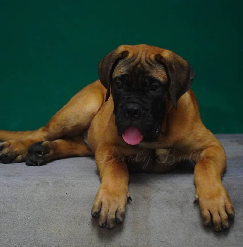 VERY HIGH QUALITY BULL MESTIFF PUPPY AVAILABLE FOR SALE

                                                            alt=