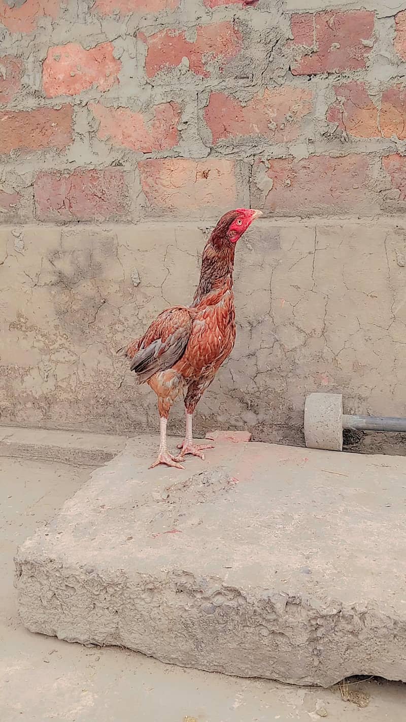 assel

                                                            alt=