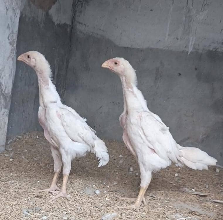 king shamoo|Aseel shamoo|male shamoo

                                                            alt=