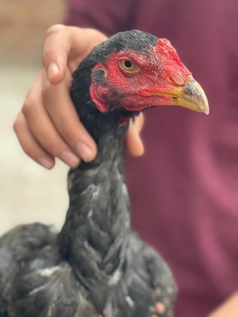 Pakistani Aseel | old bloodline Male | Aseel hen | Male for sale

                                                            alt=