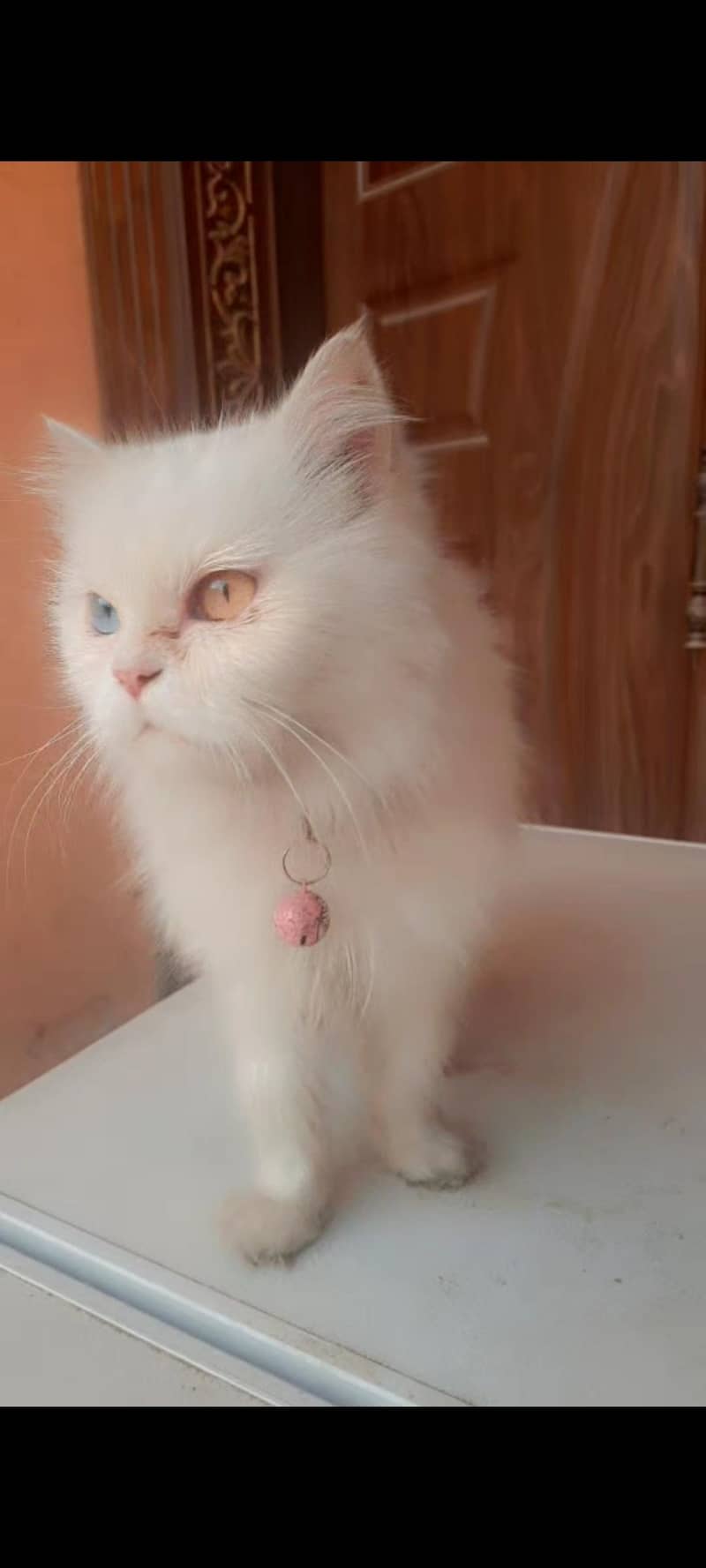 Odd eye female cat for sale

                                                            alt=