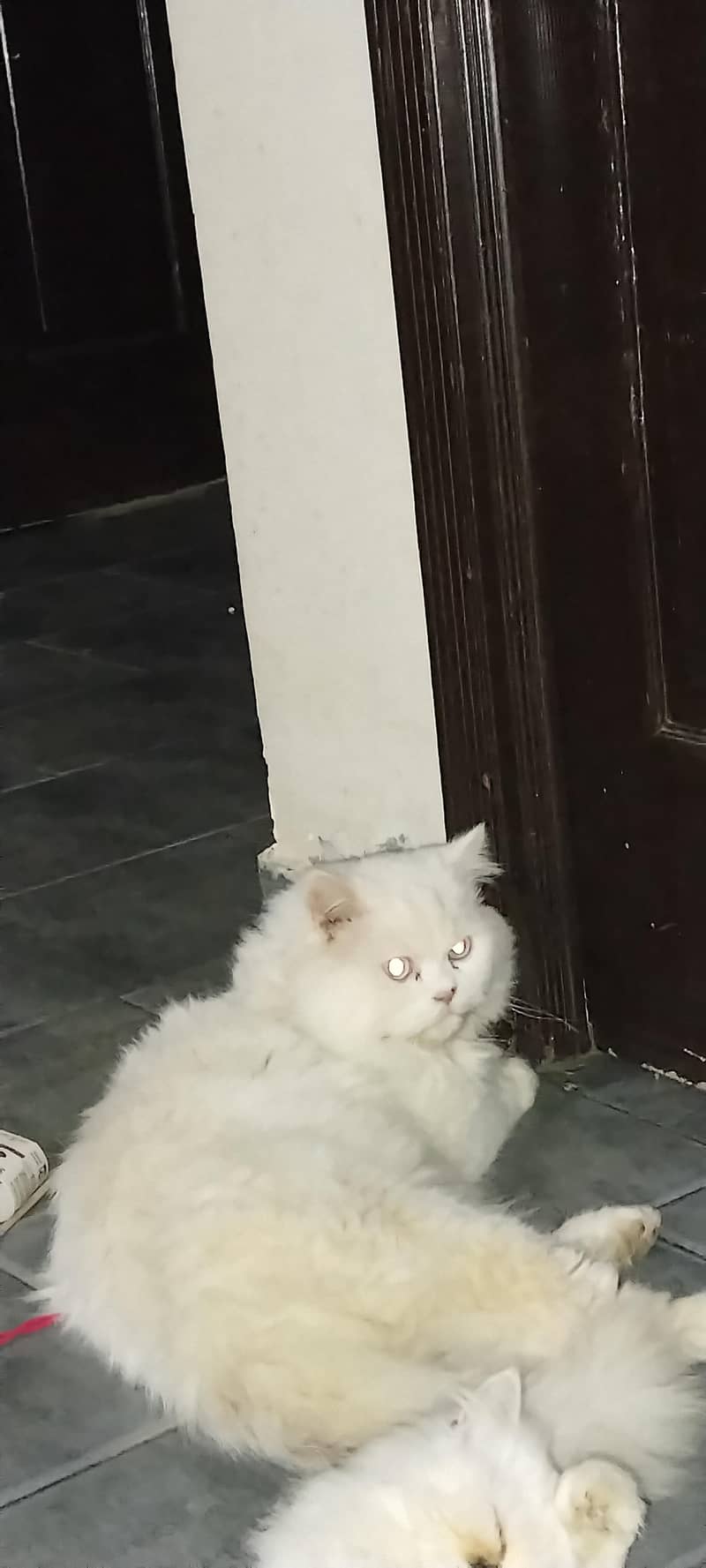 male cat for sale

                                                            alt=