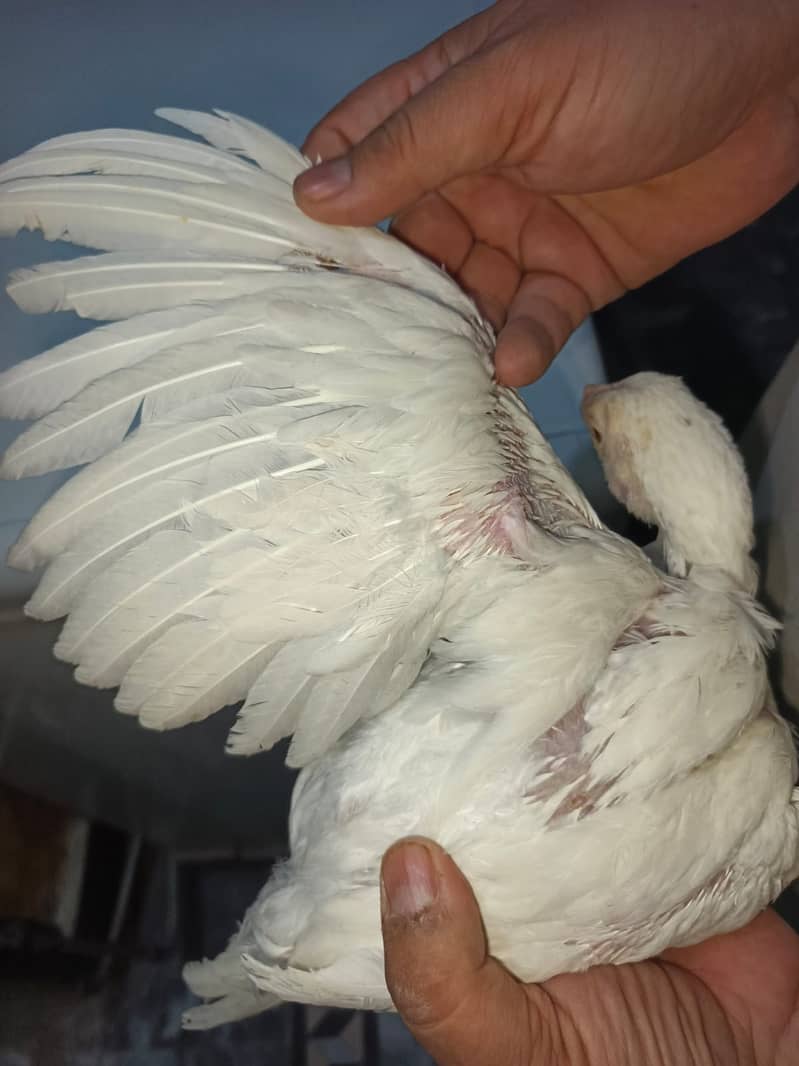 white paper Heera Aseel chicks /Pure Aseel heera /aseel chuzy /chick

                                                            alt=