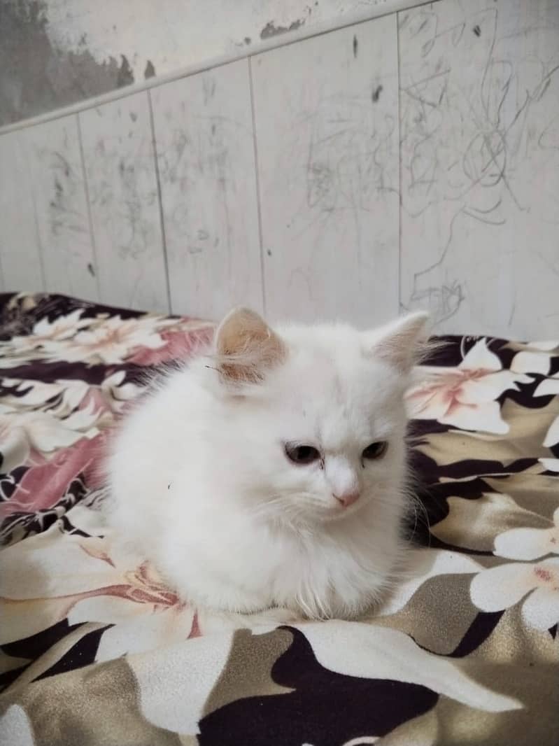 white persian kittens | Fawn | calico | bicolor | semi punch | kitten

                                                            alt=