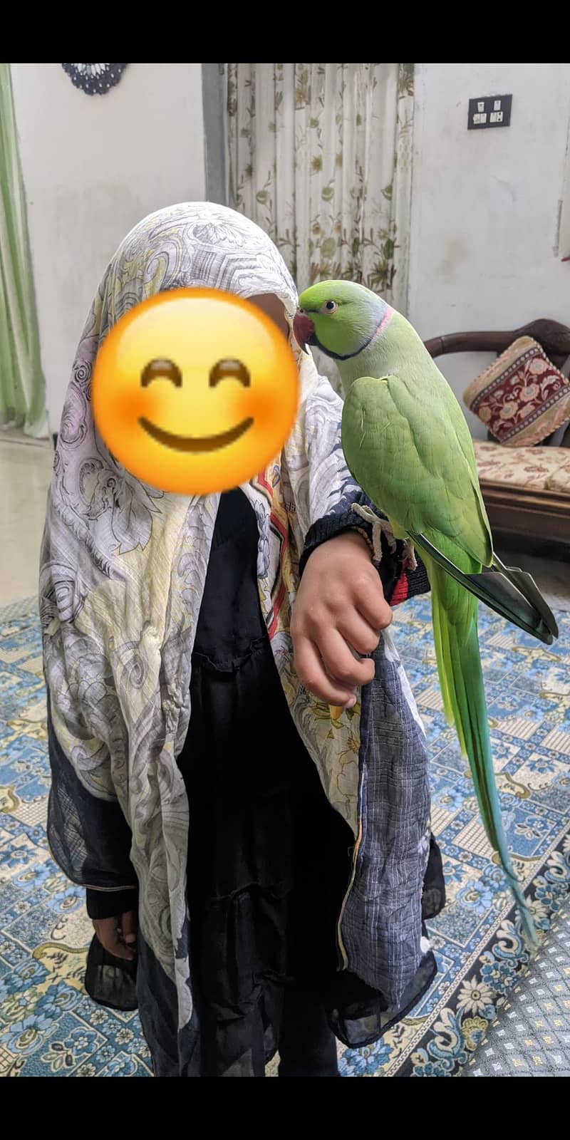 hand tamed ringneck parrot

                                                            alt=