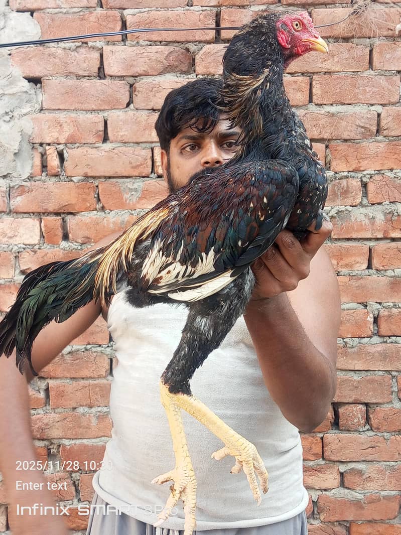 aseel patha

                                                            alt=