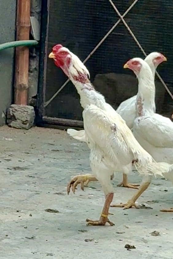 Shamo Pure German King White |O Shamo Aseel | White Shamo| Aseel | Hen

                                                            alt=