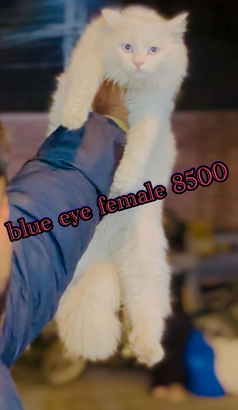 persian beautiful cats

                                                            alt=