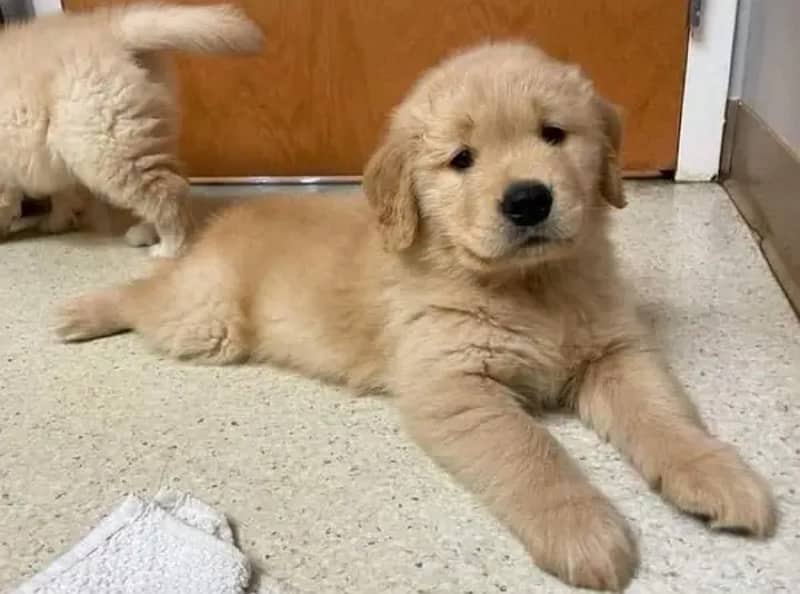 golden retriever original American puppies are available for sale

                                                            alt=