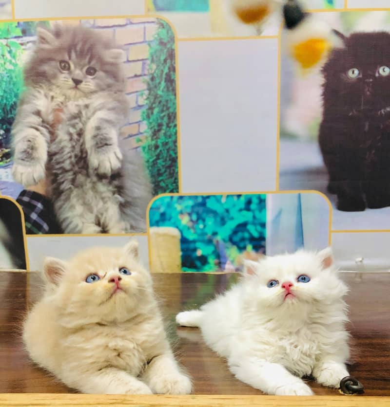 Persian cat and kitten

                                                            alt=