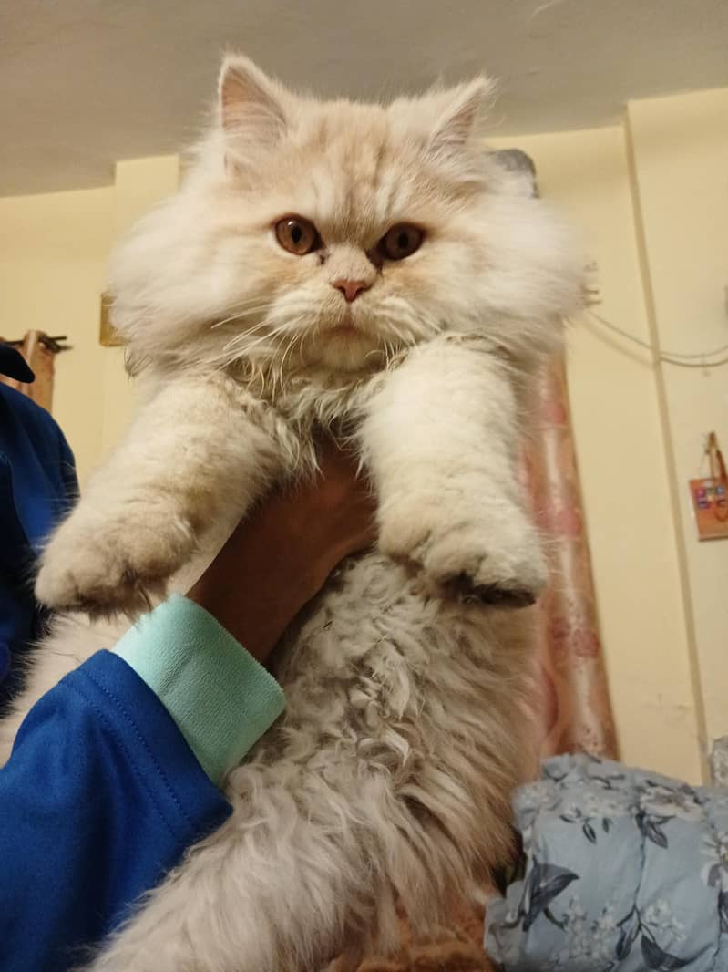 SHOW CLASS PERISIAN MALE

                                                            alt=