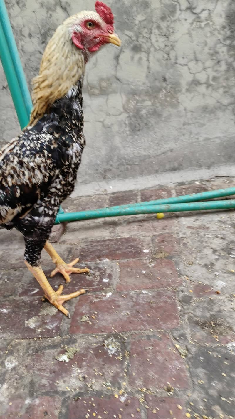 Aseel murga patha for sale good hight

                                                            alt=