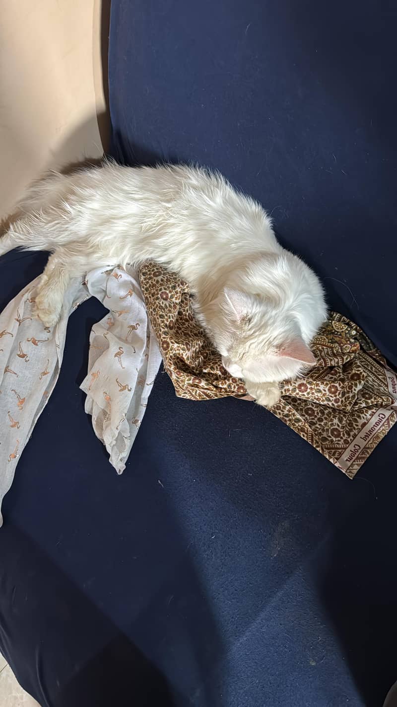 Persian Kitten | White cat | Triple coat | Fluffy kitten For sale

                                                            alt=