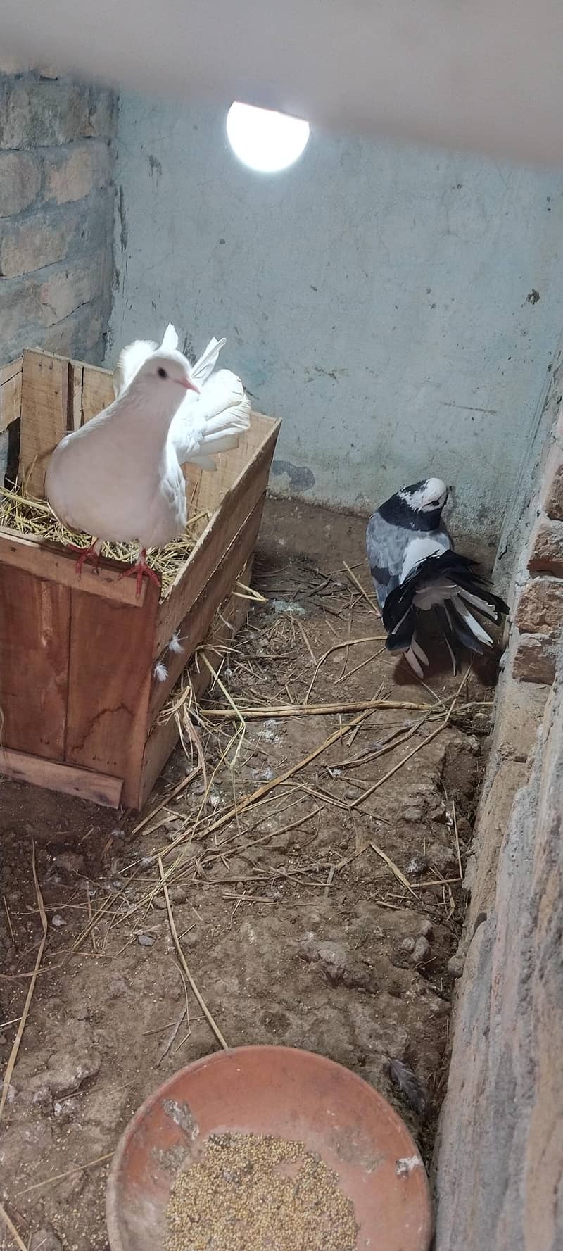 lucky pigeon

                                                            alt=