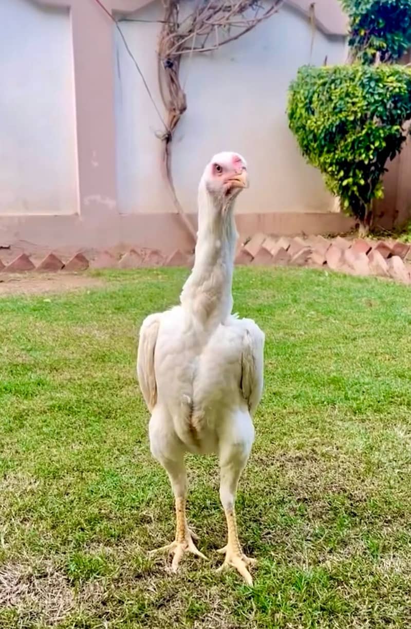 White breeder Shamo |Supreme quality King Shamo male| pure aseel shamo

                                                            alt=