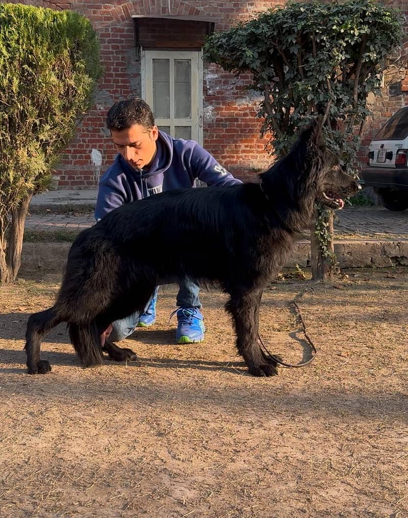 German shepherd |Black shepherd male|Pink Pedigreed Females |GSD | Dog

                                                            alt=