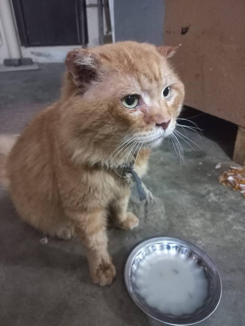 cat sell urgent

                                                            alt=