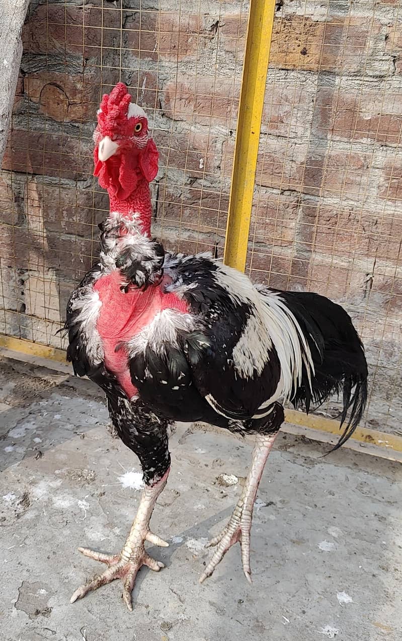 Aseel Pure

                                                            alt=