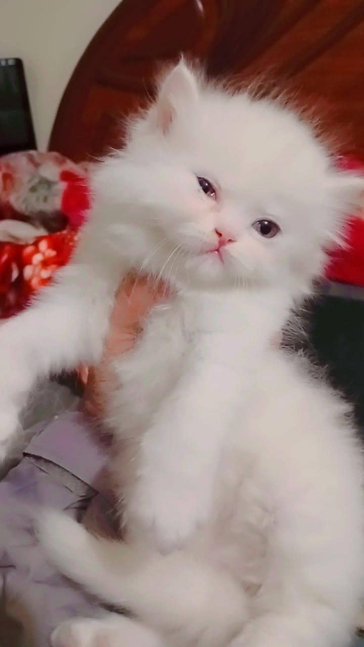 Persian kitten

                                                            alt=