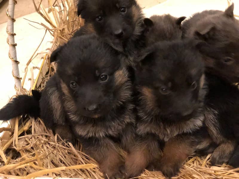 German Shepherd Puppies for Sale

                                                            alt=