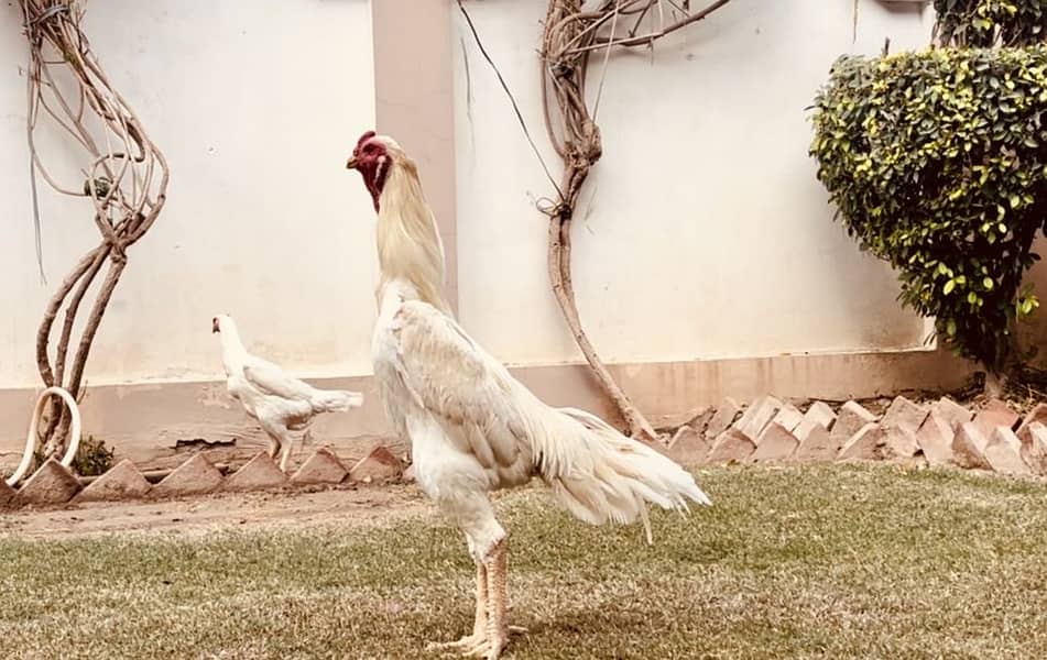 White breeder Shamo |Supreme quality King Shamo male| pure aseel shamo

                                                            alt=
