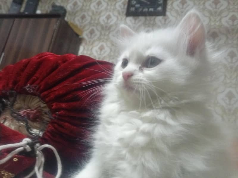 White and Brown

                                                            alt=