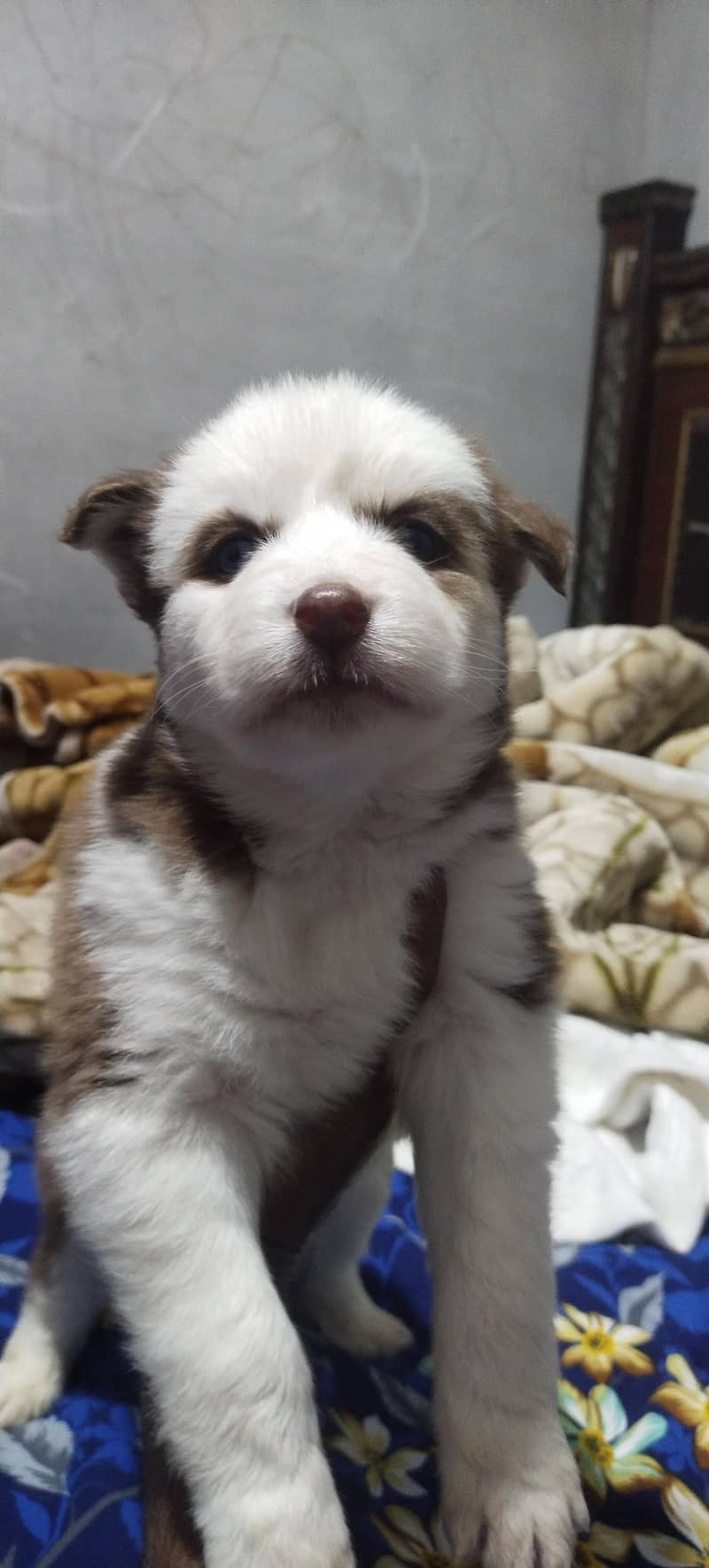 Siberian husky Female puppy

                                                            alt=