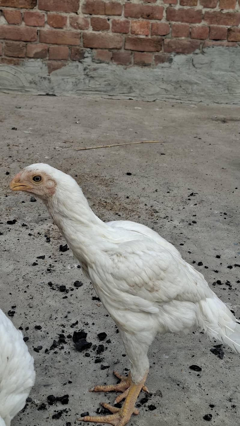 indian Parrot Beak asee l|Lnog Tail |Parrot Beak |exchange with male

                                                            alt=