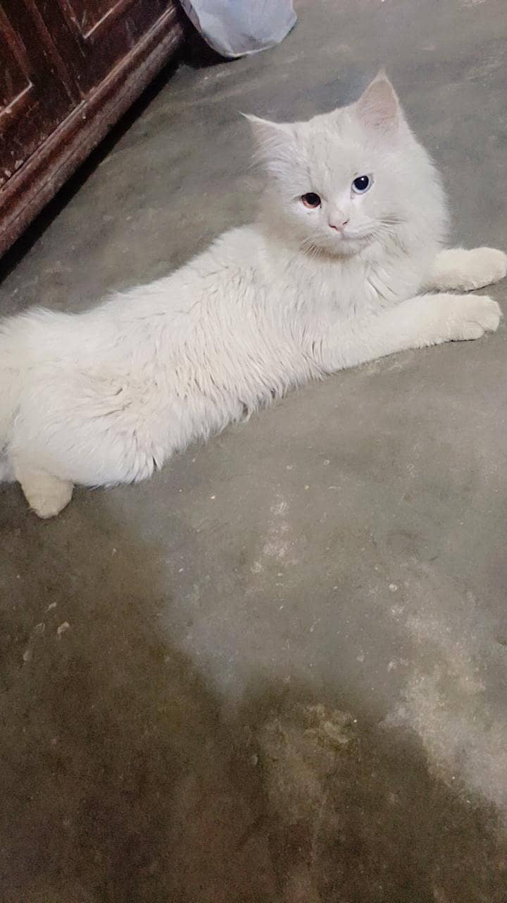 Persian cat male

                                                            alt=