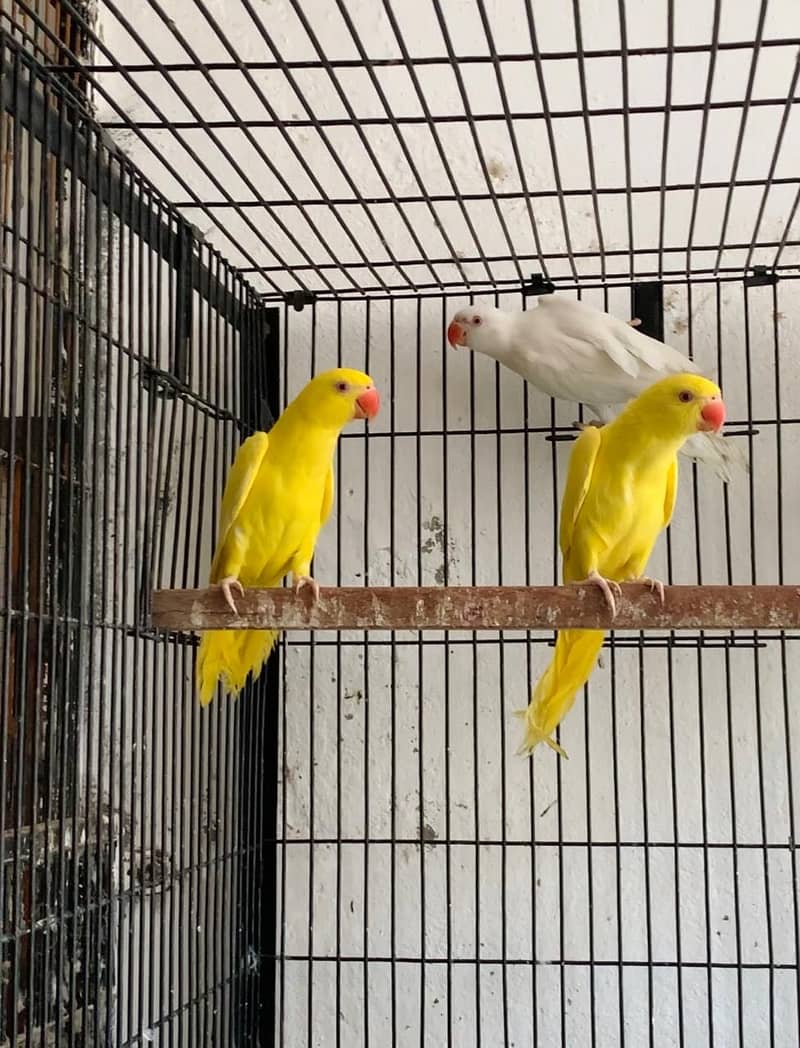 Yellow white blue Ringneck pathay

                                                            alt=