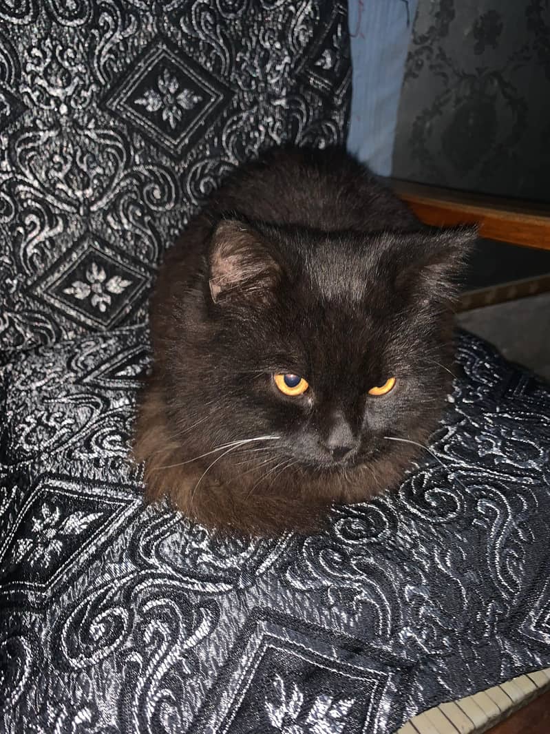 Persian cat male

                                                            alt=