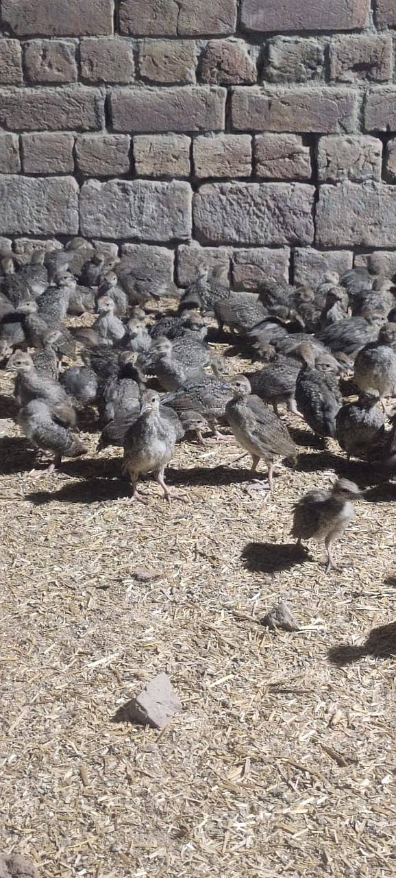 Chand Chakor for sale

                                                            alt=