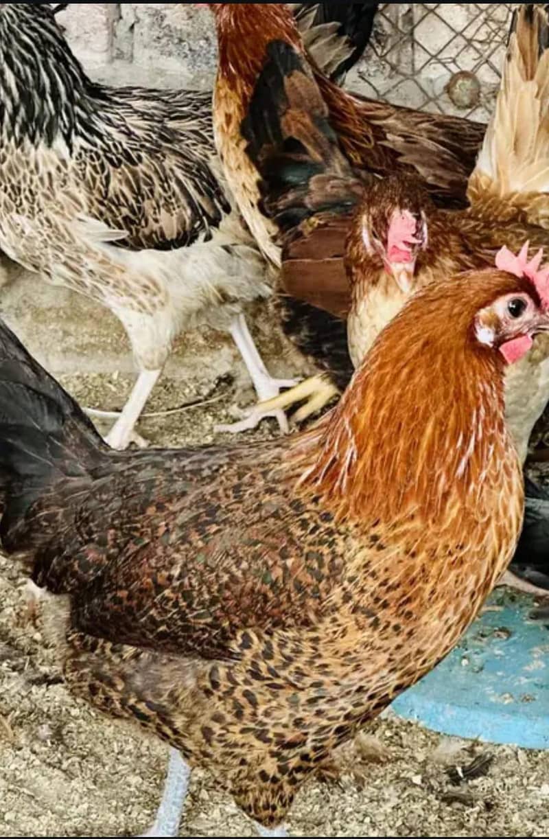 desi pure

                                                            alt=