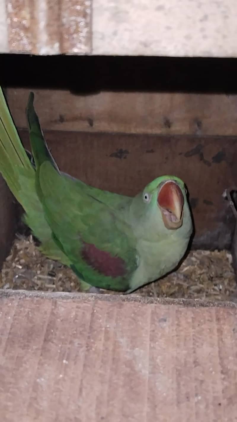 2 Raw breeder pairs

                                                            alt=