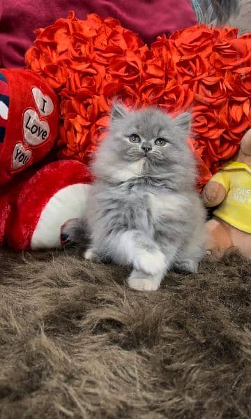 Cash On Delivery High Quality Persian Kittens or Persian Cat Babies

                                                            alt=