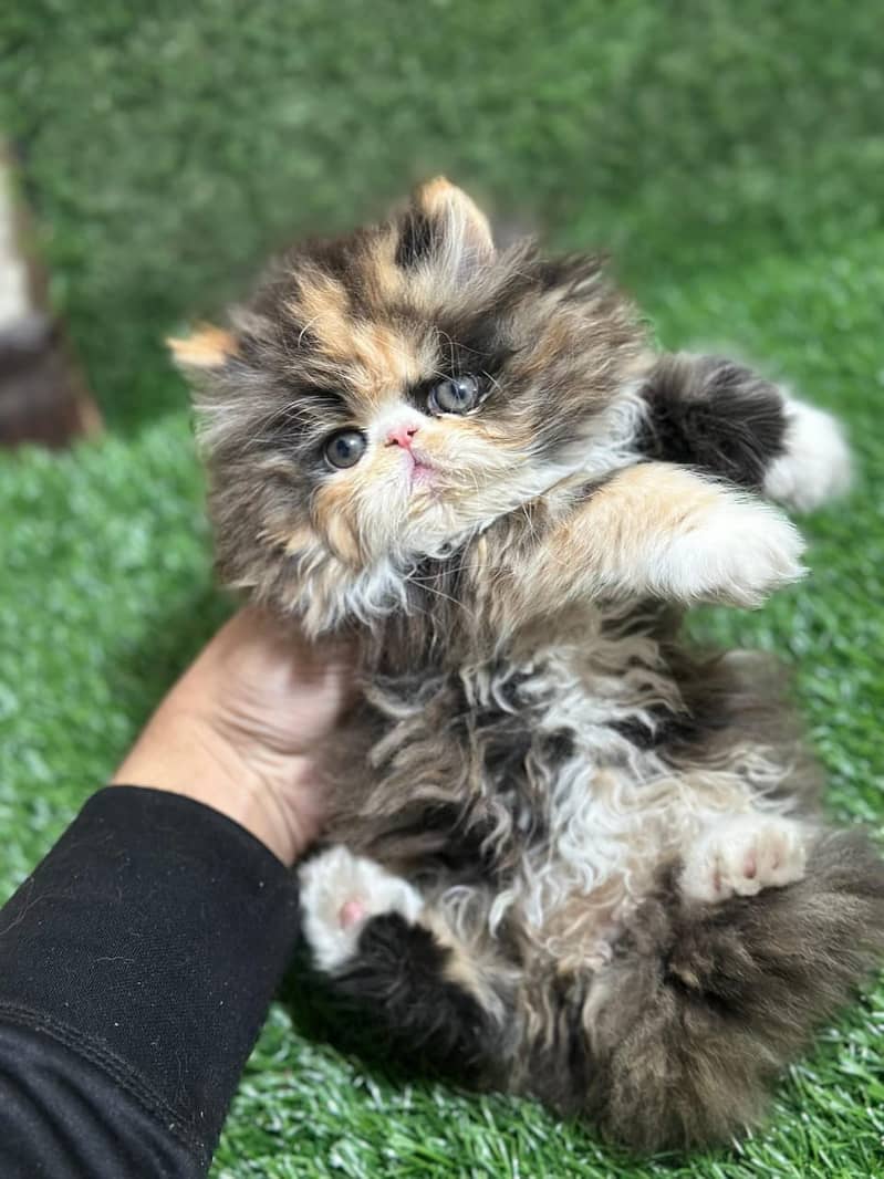 calico kittens|triple Coated|Piki Face kittens /cute|scotish fold/peki

                                                            alt=