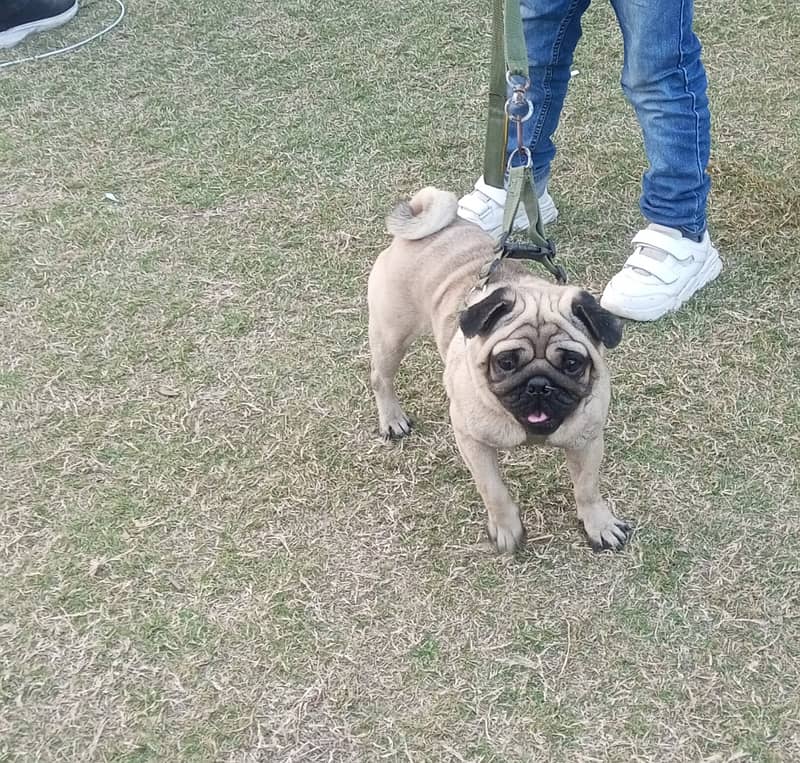 pug dog stud ( cross)

                                                            alt=