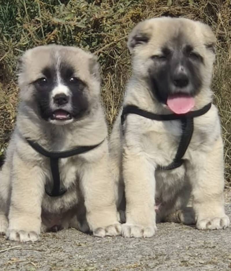 Kurdish kangal Pair / security Dog / king kurdish kangal puppies

                                                            alt=
