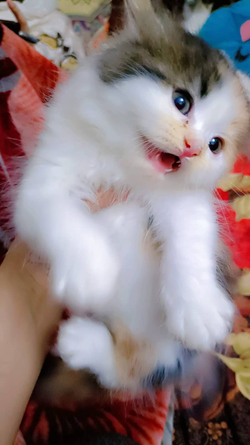 Persian kitten| triple coated |Fluffy Kitten | calico | semi punch|

                                                            alt=