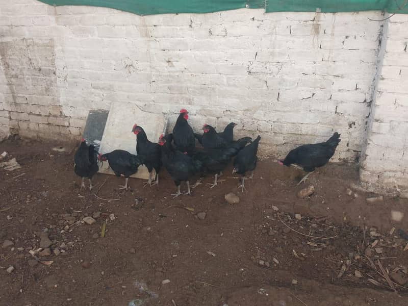 Australorp breeders aval for sale or exchange

                                                            alt=