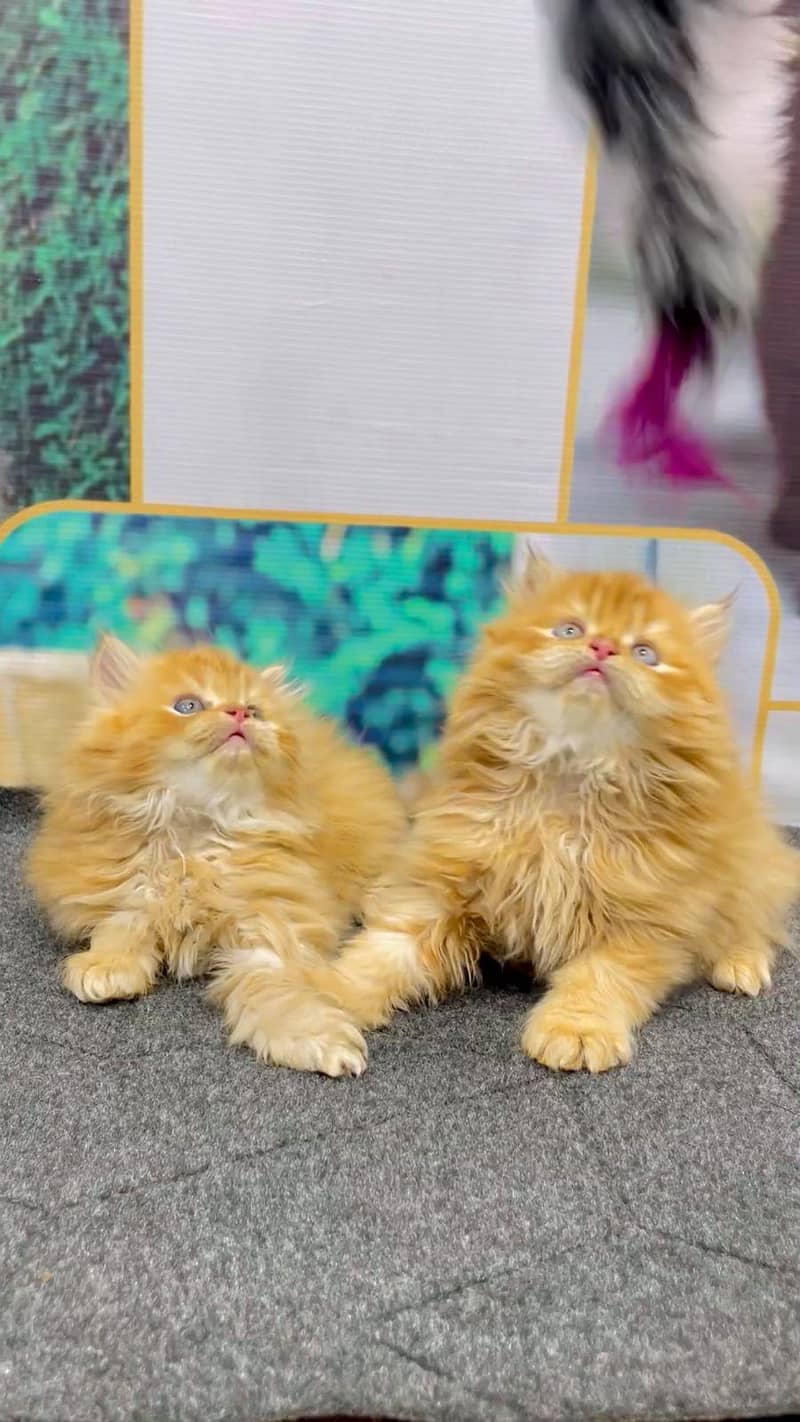 Persian triple coated punch face kitten available for sale

                                                            alt=