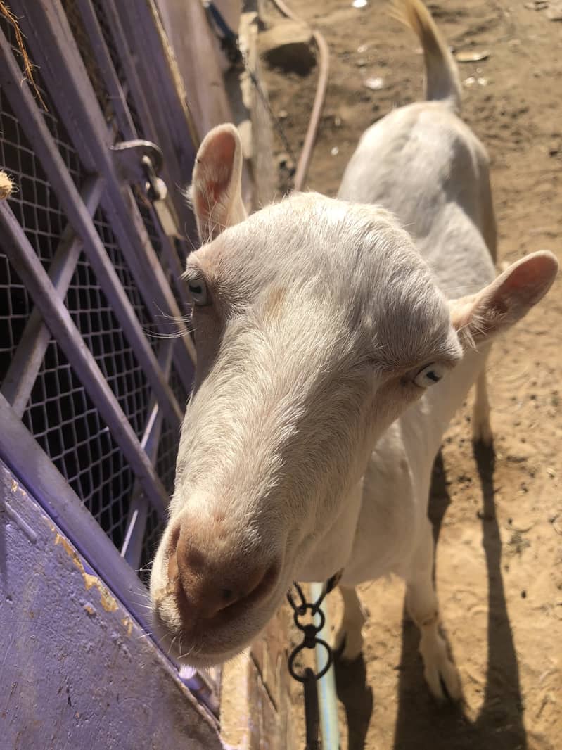 Barbari bakri

                                                            alt=